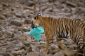 <center>
 Hélas, même le tigre subit notre pollution... tigre,sac plastique 